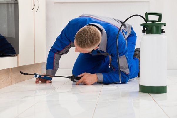 Why Building and Pest Inspections are Essential