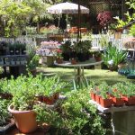 Greening Your Home: Exploring Plant Nurseries in Montgomery