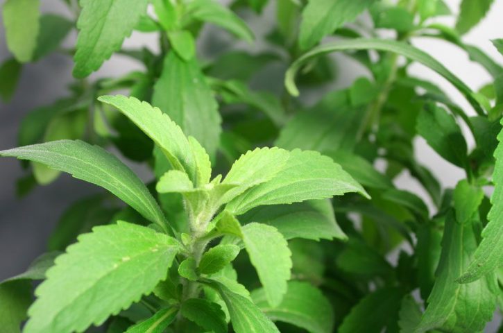 Benefits of Growing Stevia Plants in Your Herb Garden